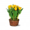 Potted Yellow Tulips